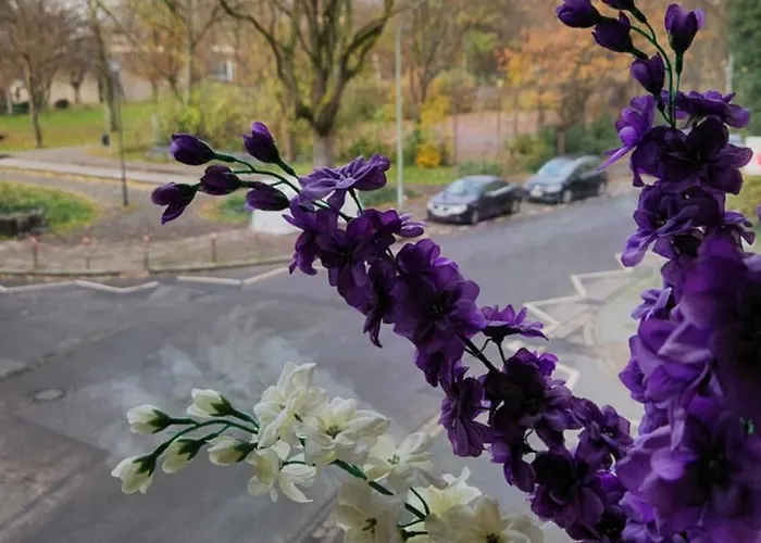 Elena Flat Orchidee Zentrum * Duisburg